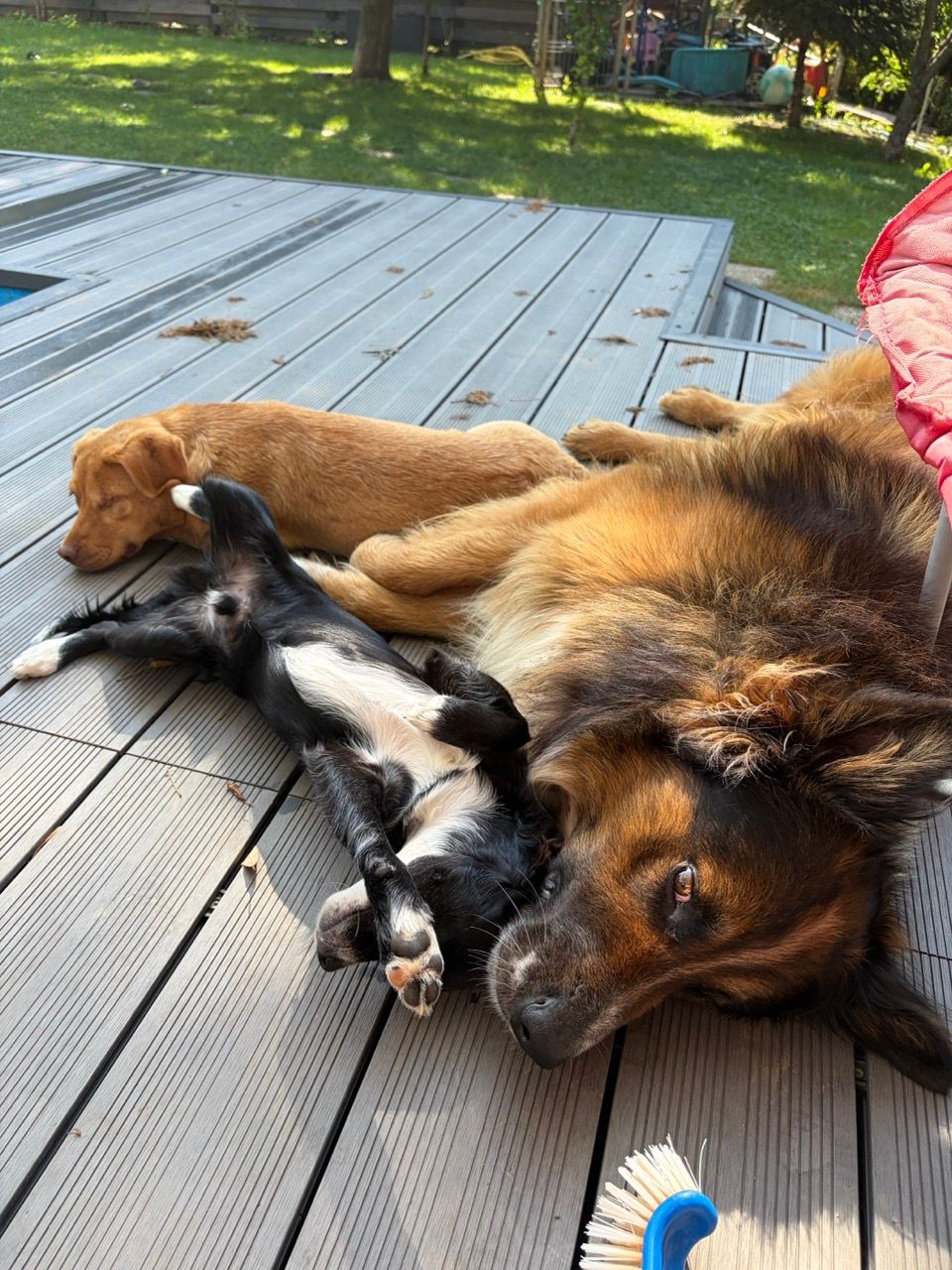 Cara, Oreo and Zuba sprawled together in a heap on the sunny deck.