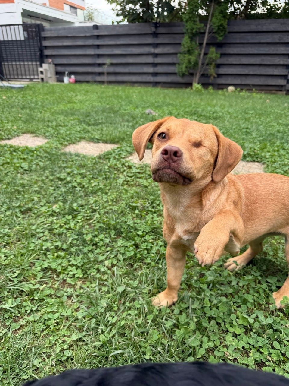 Cara on the grass with one paw raised, head tilted, winking at the camera.