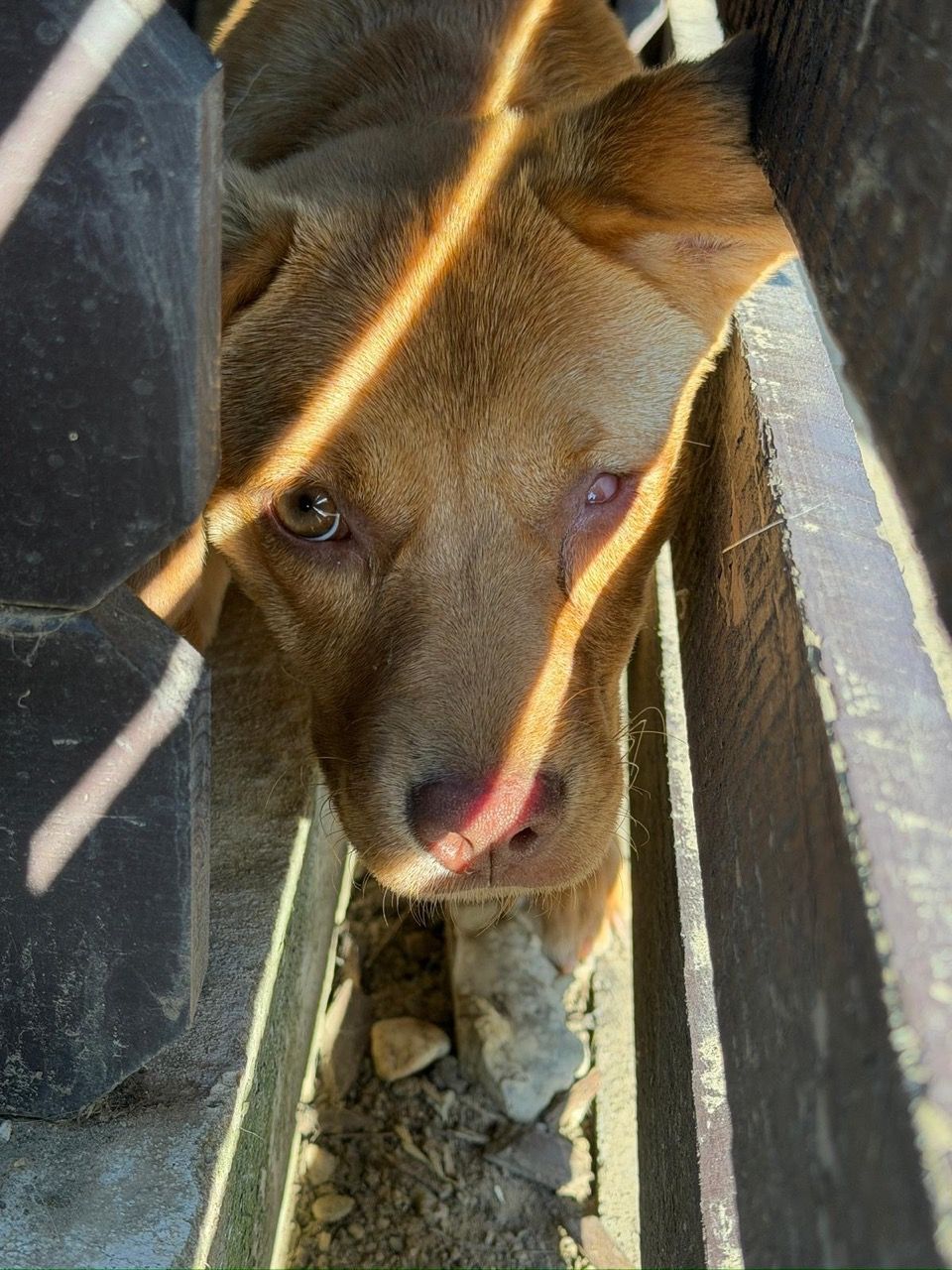 Cara peeking up between two fence planks, a stripe of sunlight across her face.