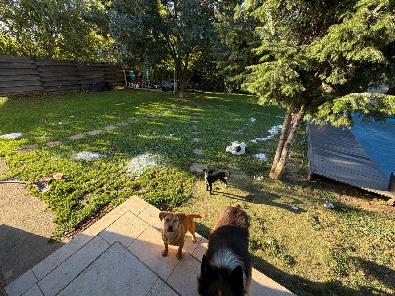 The backyard lawn scattered with white fluff. Cara stands on the steps looking innocent, with Oreo and Zuba nearby.