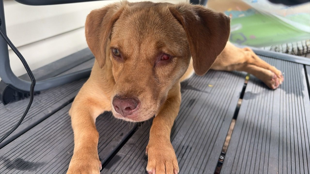 Cara lying on the deck, calm, her injured left eye still red.