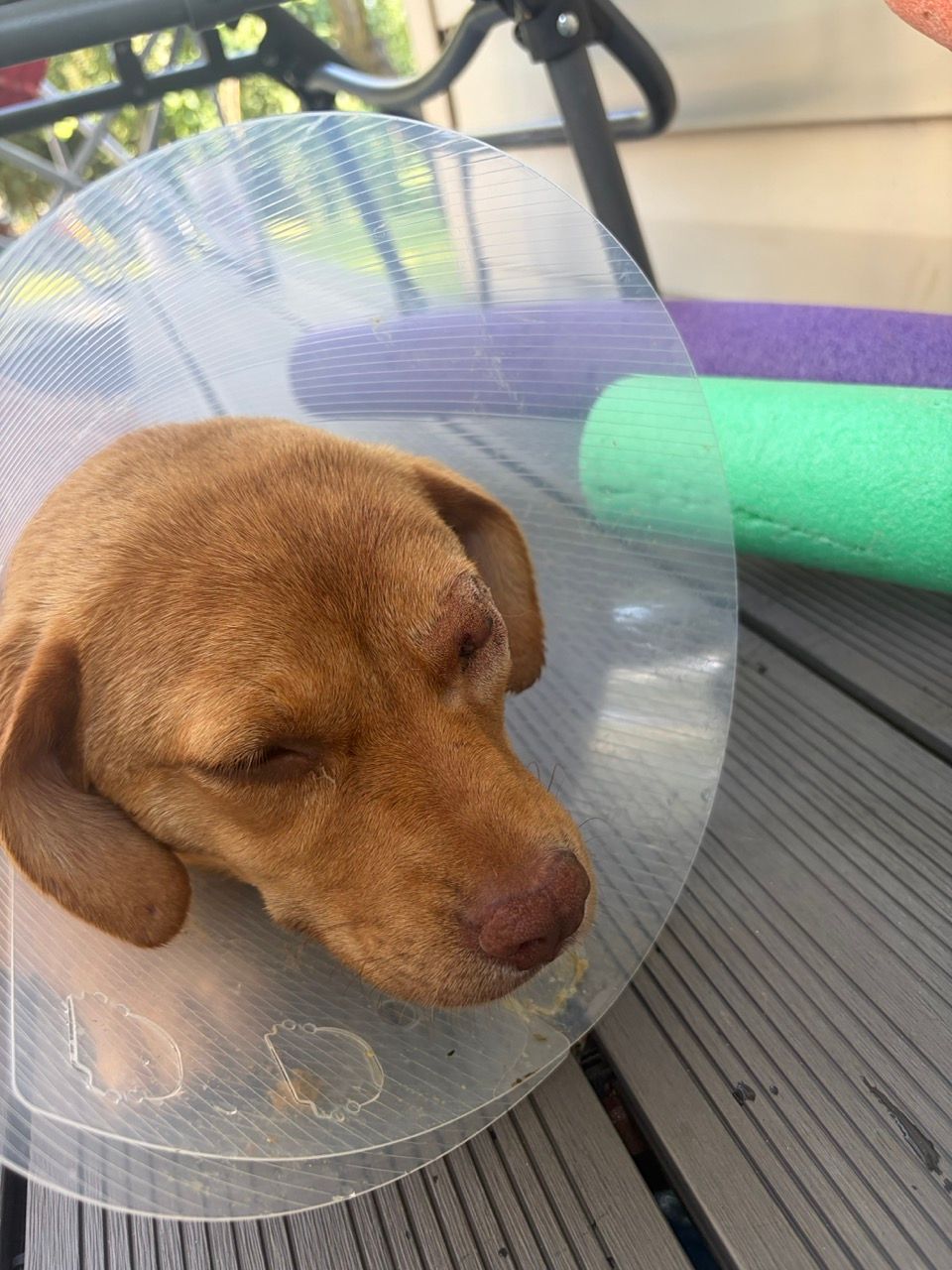 Cara asleep after surgery, her head resting inside a clear plastic cone.