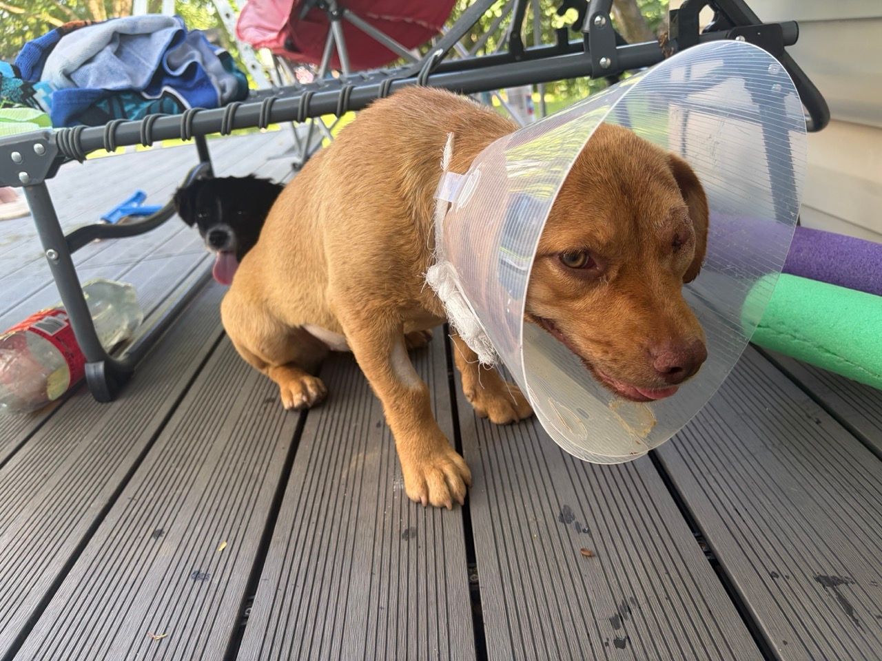 Cara in her cone on the deck, with Oreo peeking out from under a sun lounger behind her.