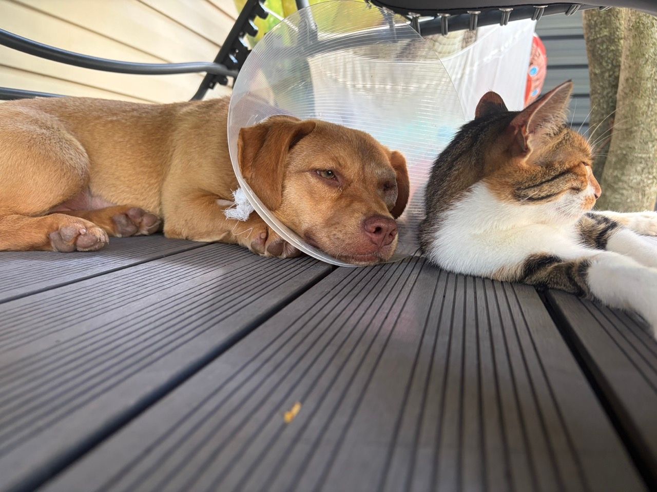 Cara in her cone, lying next to a tabby-and-white cat on the deck.