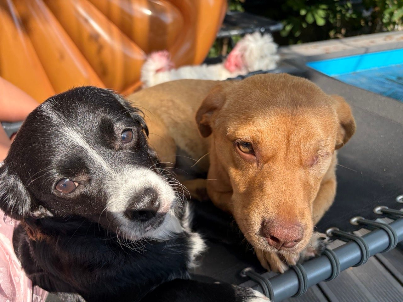 Cara and Oreo sharing a lounger by the pool, with Cookie's fluffy white tail in the background.