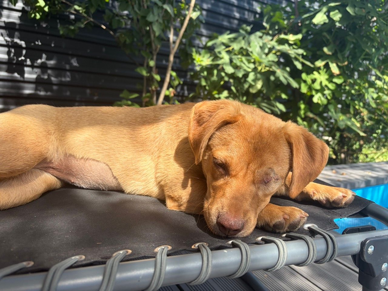 Cara asleep in the sun on a lounger, her healed eye closed.